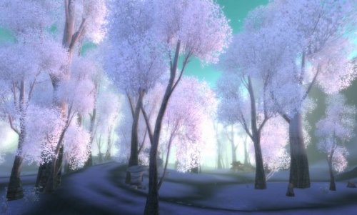 ����-�ڰ���ɭ��